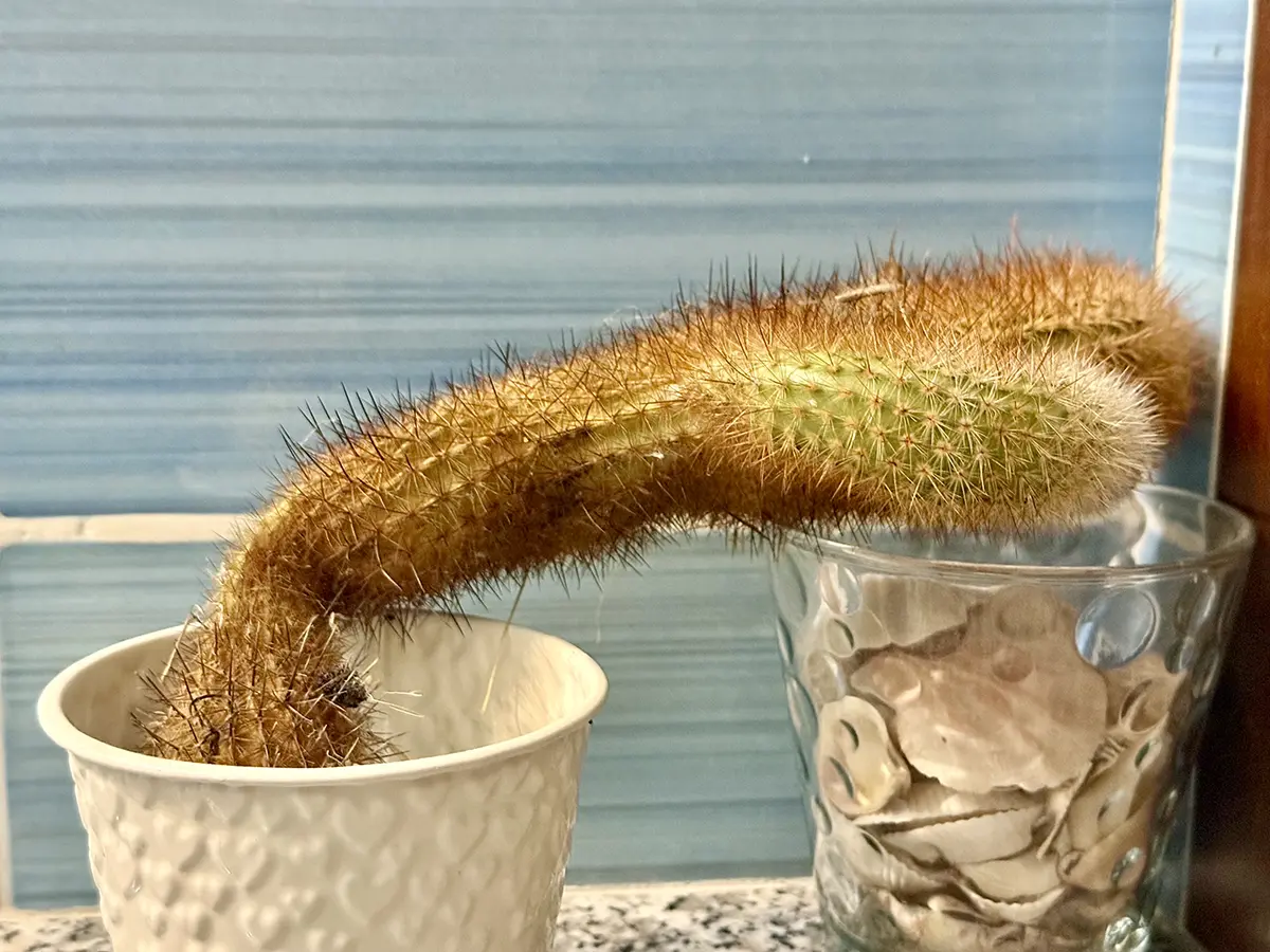 Il cactus dimenticato sul balcone (e il suo piccolo riscatto)