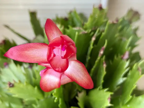 pianta Schlumbergera chiamato Natalina con un fiore rosso