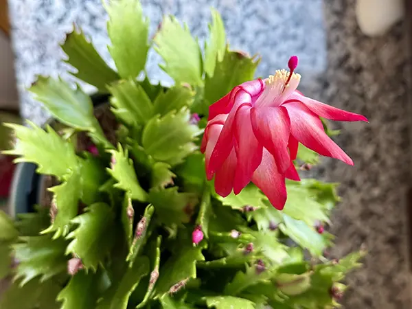 pianta Schlumbergera chiamato Natalina con un fiore rosso