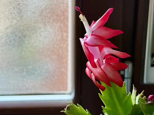pianta Schlumbergera chiamato Natalina con un fiore rosso