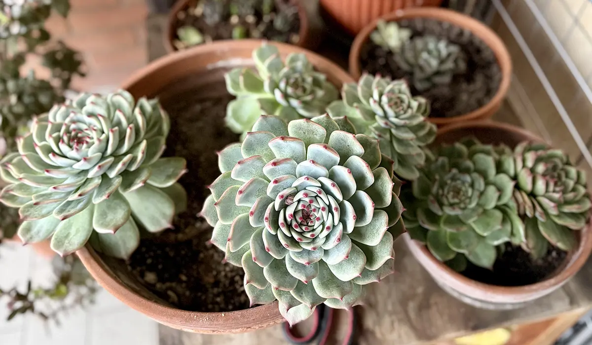 Come è nata La casa delle piante felici: il mio giardinaggio sul balcone per principianti