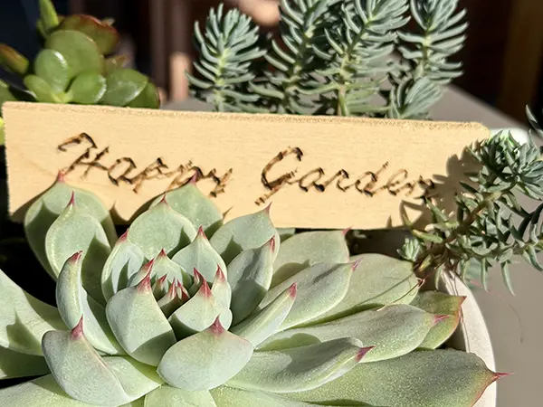 Una rosa di piante grasse nel vasetto di balcone di casa con la scritta happy garden