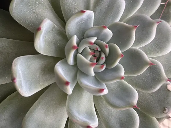 Una rosa di piante grasse nel vasetto di balcone di casa di colore grigio