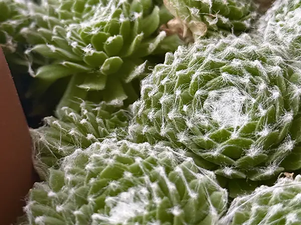 Una rosa di piante grasse nel vasetto di balcone di casa